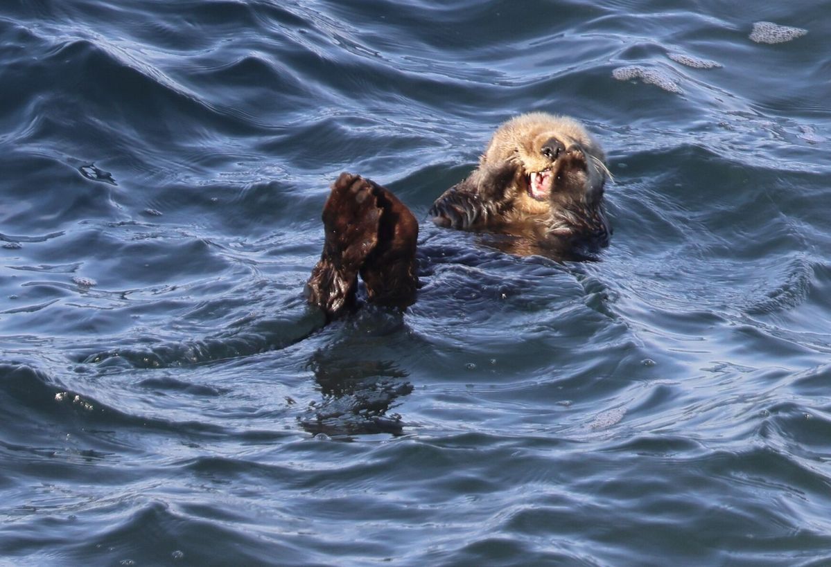 Sea Otters: 'Keystone species'