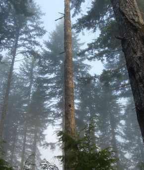 Dead Trees: Creating standing dead trees for wildlife habitat