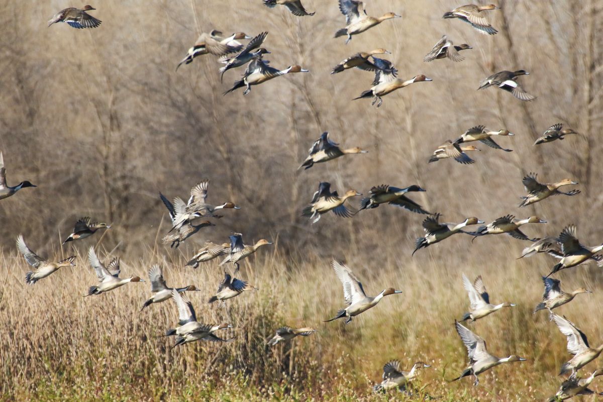 Duck hunting season extended