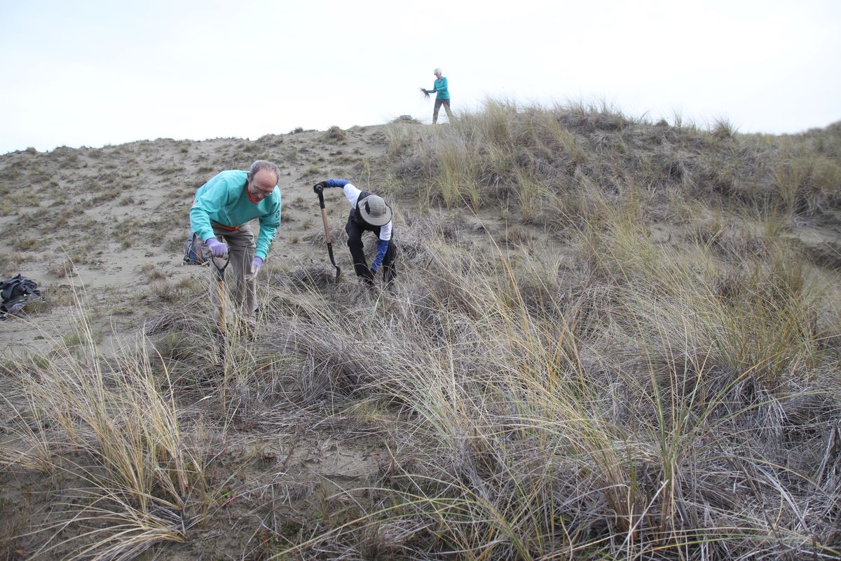 Winning the Fight: Volunteers clearing plants plaguing area’s dunes