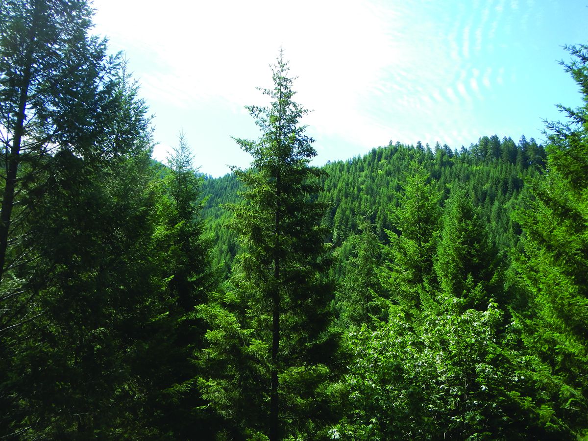 As climate warms, drier air likely to be more stressful than less rainfall for Douglas-fir trees
