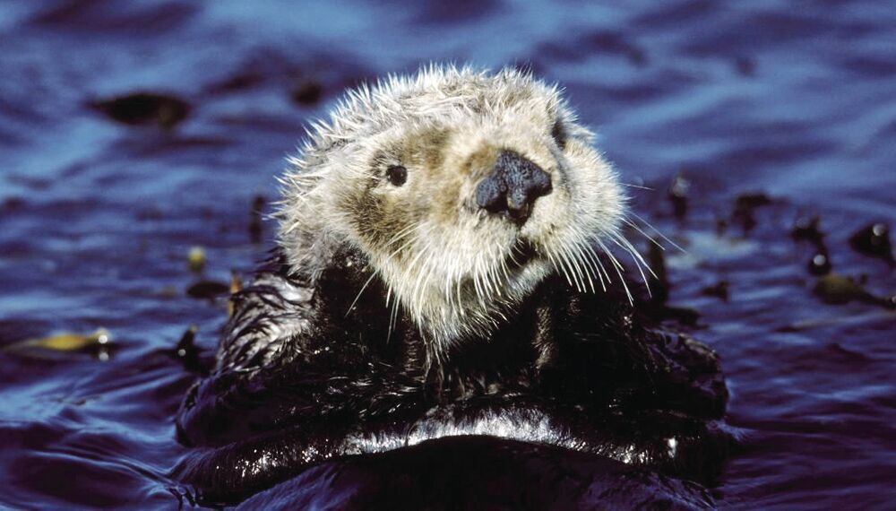 Sea otters could be returning to Oregon Coast