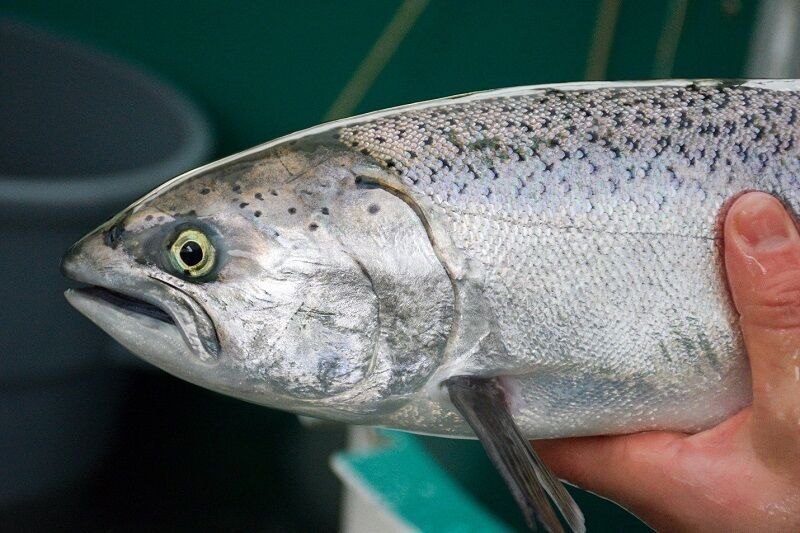 Limited CA recreational ocean salmon season, continued closure for commercial salmon fishing recommended