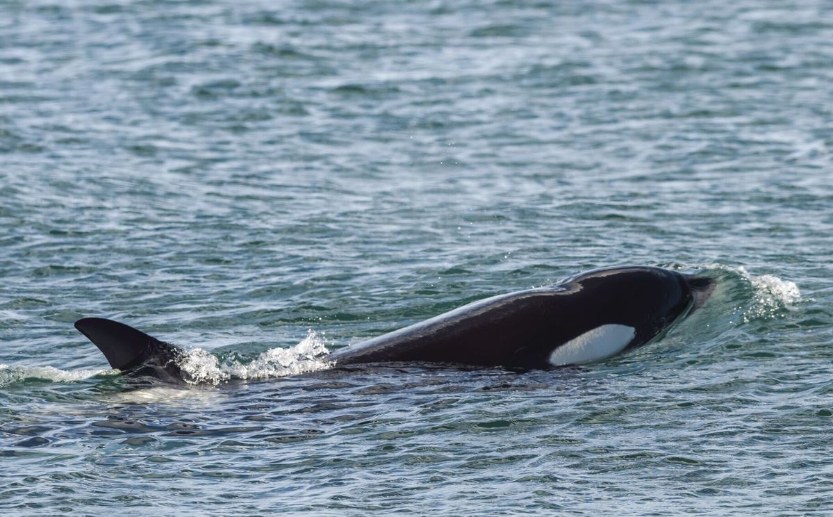 Southern Resident orcas listed as endangered