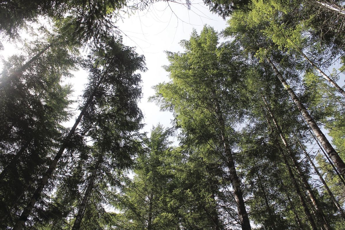 Forests’ carbon uptake will be compromised by climate change