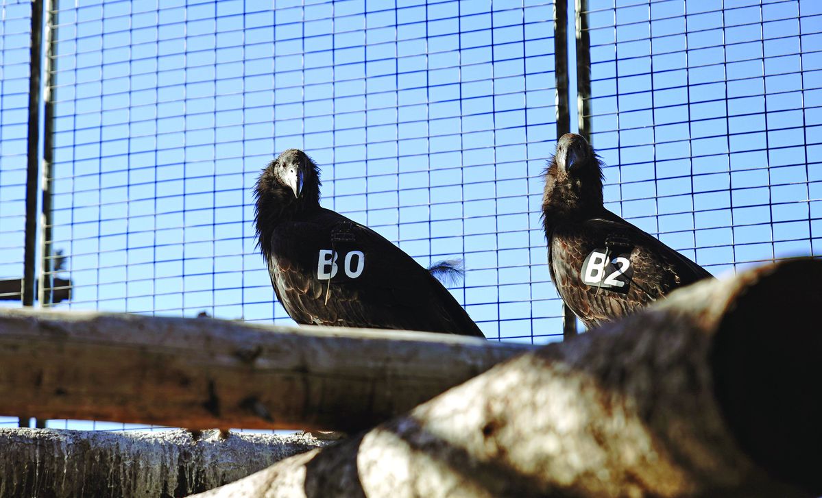 NCCRP prepares to release three more condors