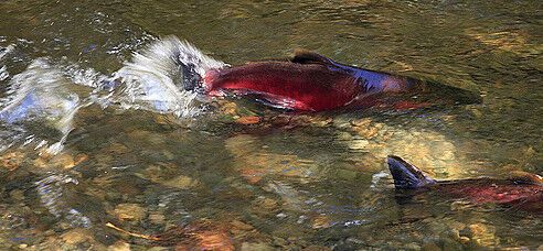 Genetic analysis reveals differences in mate choice between wild and hatchery coho salmon