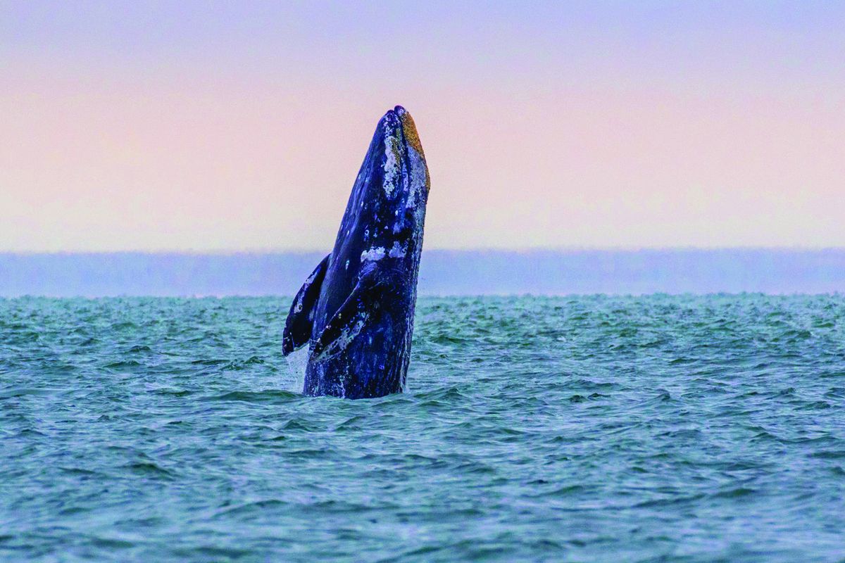 Spring break kicks off whale watching season