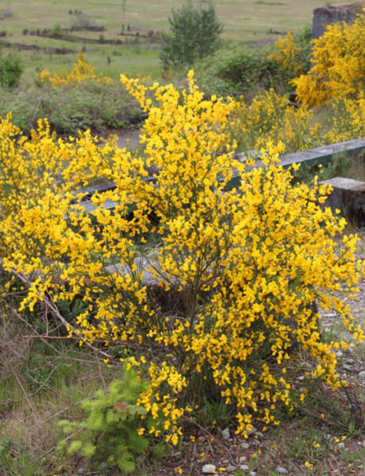 Volunteers needed to battle invasive weeds in March